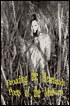 Brooding the Heartlands: Poets of the Midwest