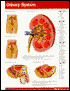 Urinary System Perma Chart