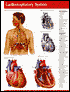 Cardiorespiratory System