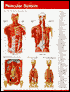 Muscular System: Perma-Chart (10 Pack)