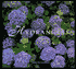 Hydrangeas