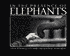 In the Presence of Elephants