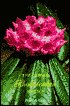 Larger Rhododendron Species
