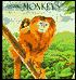 Amazing Monkeys