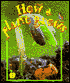 How a Plant Grows