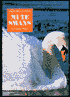 Mute Swans