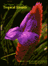 Hawaiian Garden: Tropical Exotics