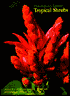 Hawaiian Garden: Tropical Shrubs