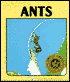 Ants