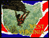 West Virginia