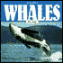Whales for Kids