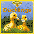 Ducklings