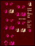 Casual Groups of Monkeys and Men: Stochastic Models of Elemental Social Systems