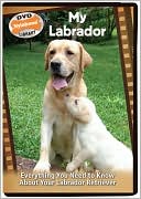 My Labrador