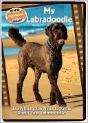 My Labradoodle