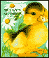 Ducky's Seasons: Animal Shaped Board Book