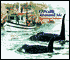 Orcas Around Me: My Alaskan Summer