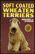 Soft Coated Wheaten Terriers