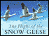 The Flight of the Snow Geese