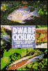 Dwarf Cichlids