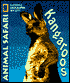 Kangaroos