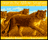 Here Is the African Savanna