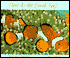 Here Is the Coral Reef