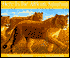 Here Is the African Savanna
