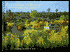 Cotswold Scene: The Villages and Landscapes