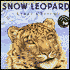 Snow Leopard