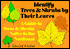 Identify Trees and Shrubs by Their Leaves: A Guide to Trees and Shrubs Native to the Northeast