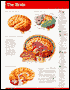 Brain