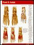 Foot and Ankle Perma Chart
