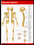 Skeletal System