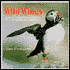 Wild Wings: An Introduction to Birdwatching