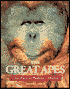 Great Apes