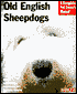 Old English Sheepdogs
