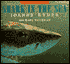 Shark in the Sea