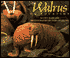 Walrus: On Location