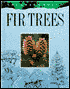 Fir Trees