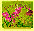 Easy Orchids: Simple Secrets for Glorious Gardens-Indoors and Out
