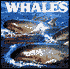 Whales