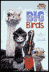 Big Birds