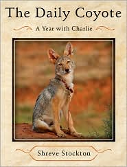 The Daily Coyote by Shreve Stockton: Book Cover