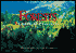 Forests: A Book Of Postcards