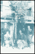 Fyffes and the Banana: Musa Sapientum: A Centenary History 1888-1988