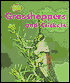 Grasshoppers and Crickets
