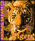 Tigers