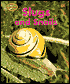 Slugs and Snails