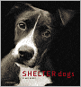 Shelter Dogs